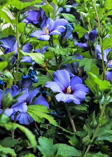 25 Purple ROSE Of SHARON HIBISCUS Syriacus Flower Tree Bush Seeds